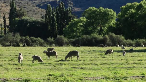 Paisaje de granja rural — Vídeo de stock