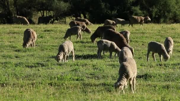 羊在草地上 — 图库视频影像