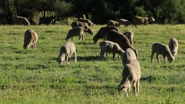 Ovejas en pastos — Vídeos de Stock