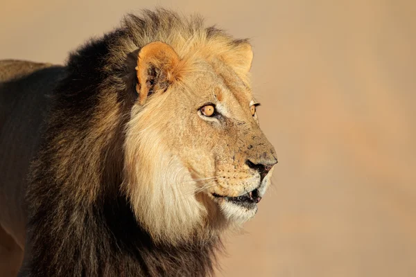 Retrato de león africano —  Fotos de Stock