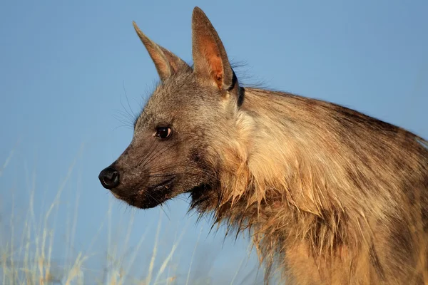 Brown hyena portrait — Stock Photo, Image