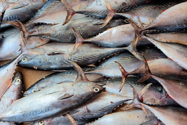 Fishes on fish market — Stock Photo, Image