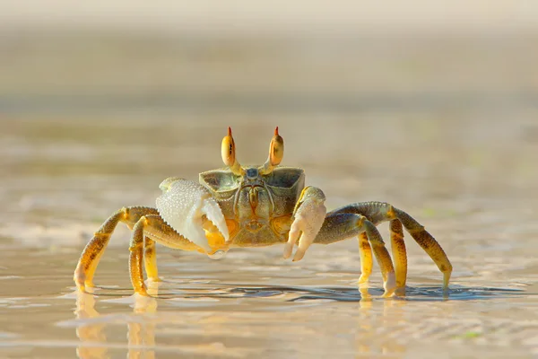 Cangrejo fantasma en la playa —  Fotos de Stock