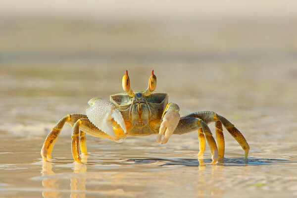 Ghost crab on beach