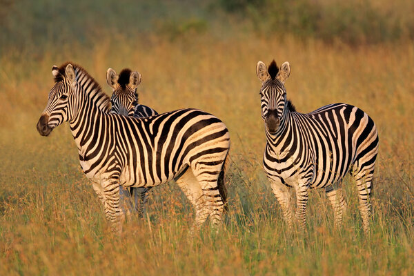 Plains (Burchells) Zebras (Equus burchelli) in grassland, South Africa