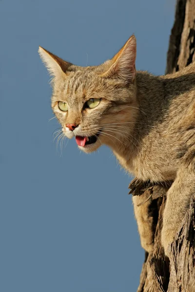 African wild cat — Stock Photo, Image