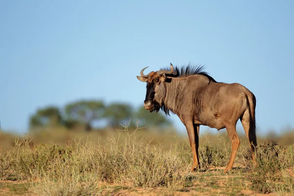 Mavi wildebeest — Stok fotoğraf