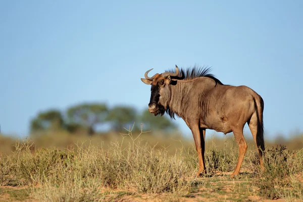 Blue wildebeest — Stockfoto