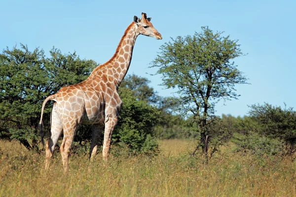 Giraff i naturliga livsmiljöer — Stockfoto