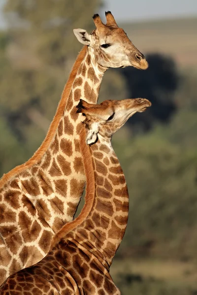 Giraffe interactie — Stockfoto