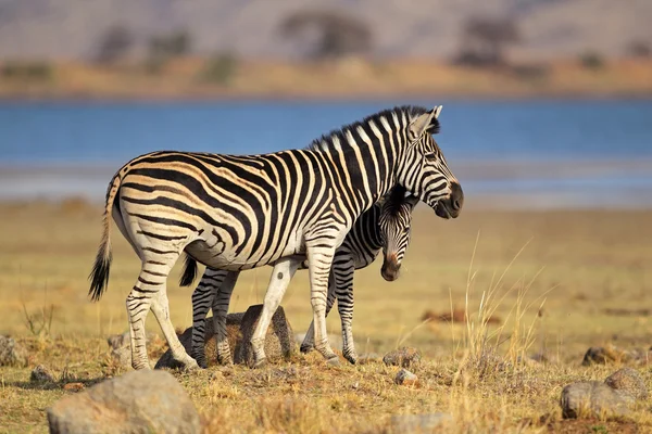 Zebras das planícies — Fotografia de Stock