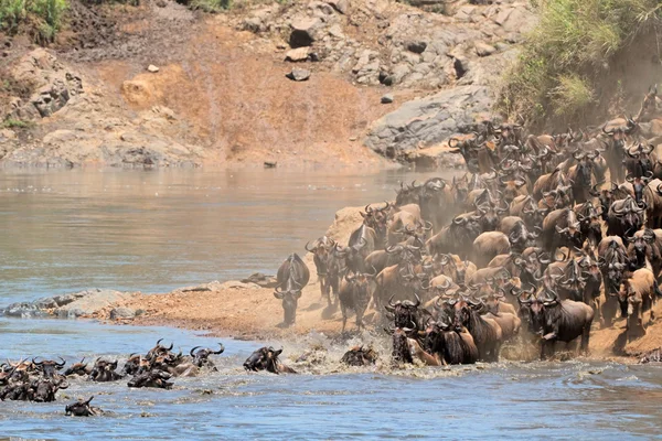 Wildebeest göç — Stok fotoğraf