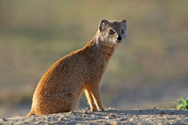 Yellow mongoose — Stock Photo, Image