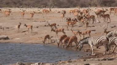 etkin su birikintisinin