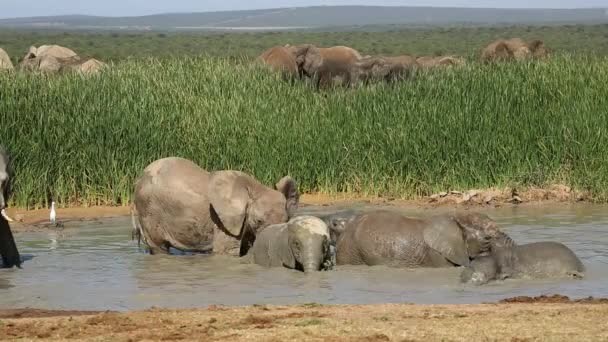 Éléphants d'Afrique ludiques — Video