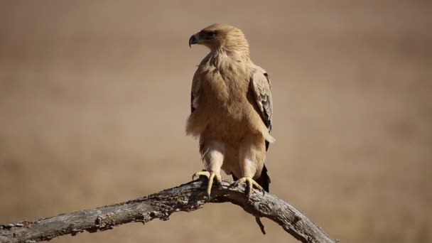 Tawny eagle — Stockvideo