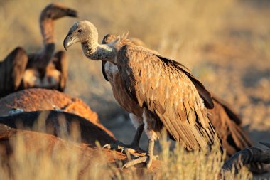 Scavenging white-backed vultures clipart