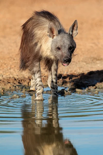 Hyena coklat — Stok Foto