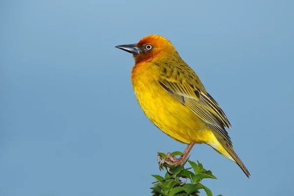 Cape weaver — Stock Photo, Image