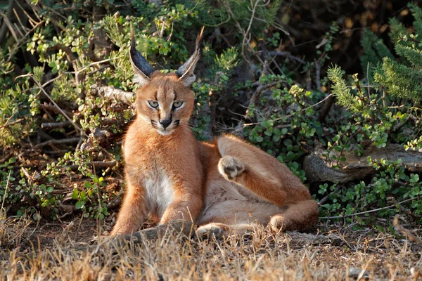 Caracal en hábitat natural —  Fotos de Stock