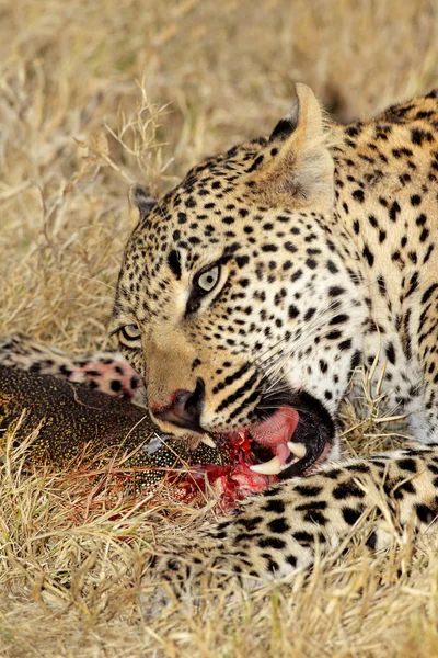 摂食ヒョウ — ストック写真