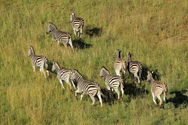 Zebre di pianura — Foto Stock