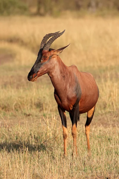 Topi Antílope —  Fotos de Stock