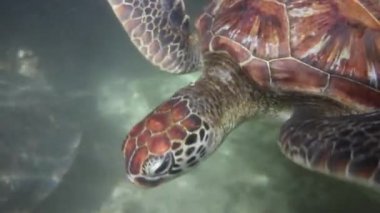 hawksbill deniz kaplumbağası