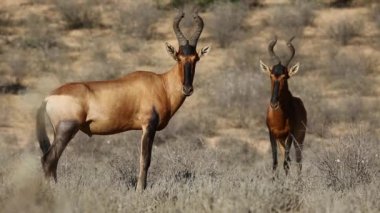 Kırmızı hartebeest antilop