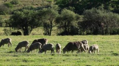 mera üzerinde koyun