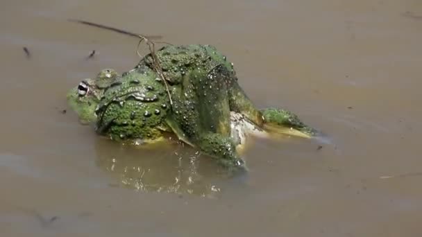 African giant bullfrogs laying eggs — Stock Video