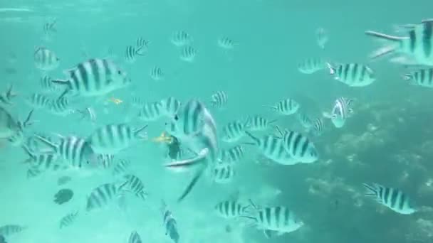 Coral reef fishes — Stock Video