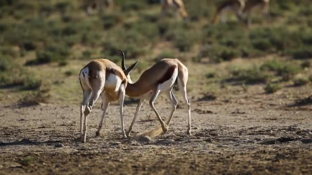 Lucha contra los antílopes springbok — Vídeo de stock