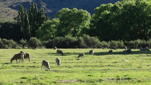 Paisaje de granja rural — Vídeo de stock