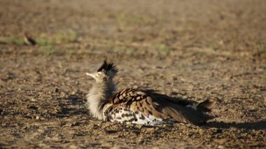 Kori damla toz banyo