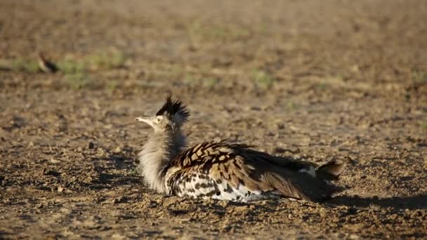 Kori bustard tomando um banho de poeira — Vídeo de Stock