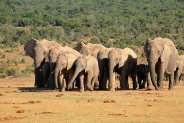 African elephant herd clipart