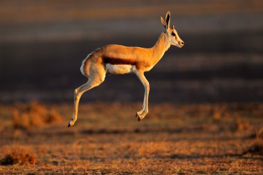 Springbok antelope jumping clipart