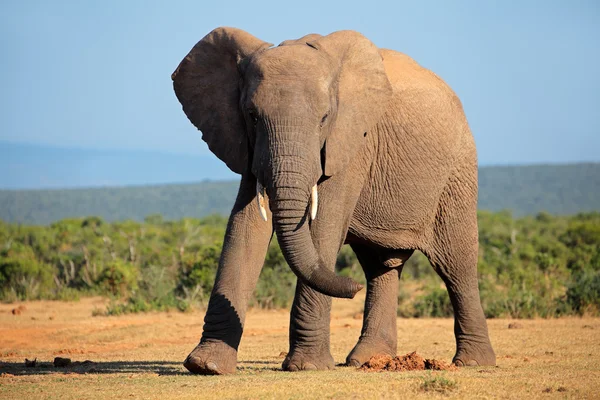 Elefante africano — Foto de Stock