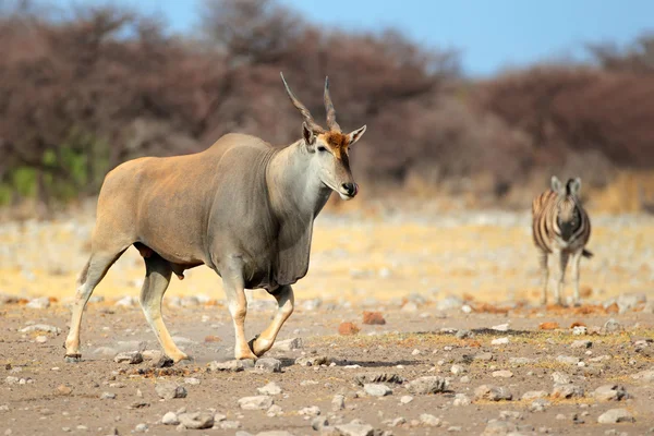 Antílope eland — Foto de Stock