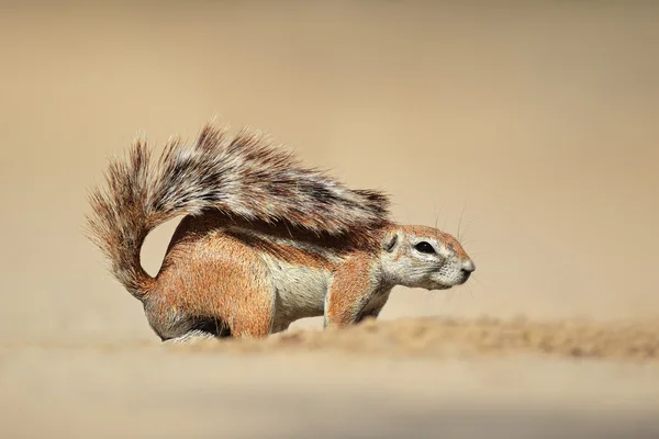 Ardilla de tierra — Foto de Stock