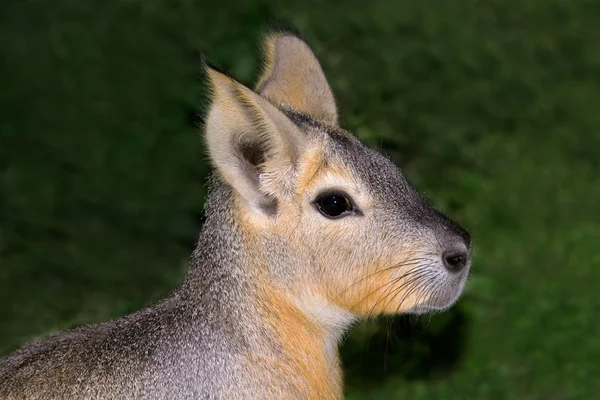 Mara patagónica — Foto de Stock