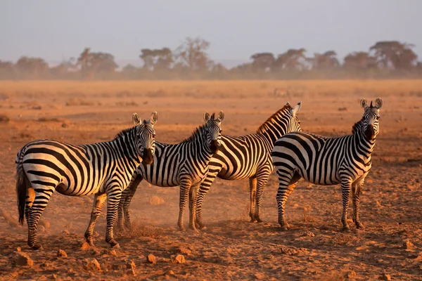 Plains Zebras — Stock Photo, Image