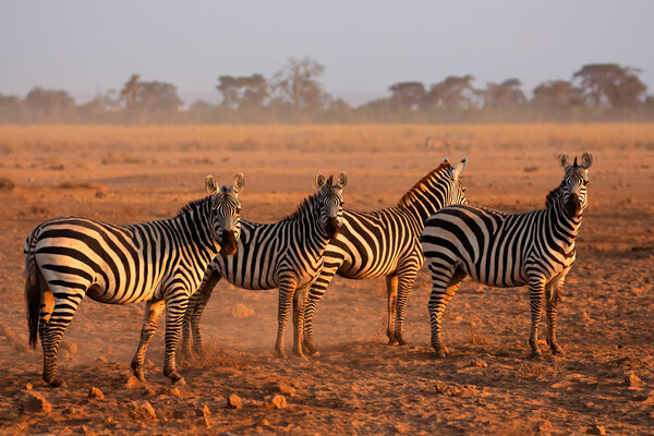 Plains zebras (Equus burchelli) in early morning dust, Amboseli National Park, Keny