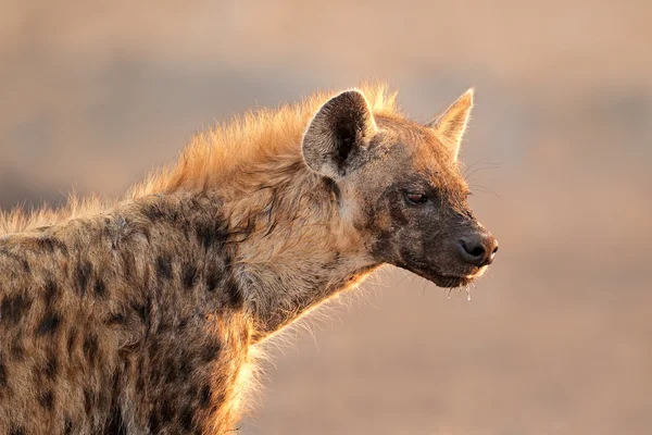 Portret zauważył hiena — Zdjęcie stockowe