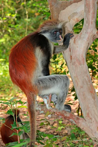 Zanzibar rosso colobus scimmia — Foto Stock