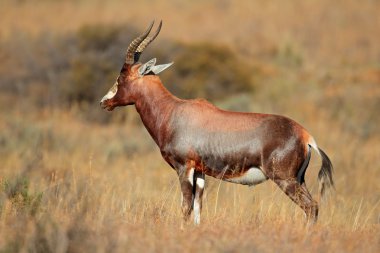 Blesbok antilop