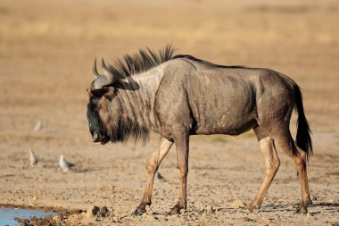 Mavi wildebeest ziyarette200