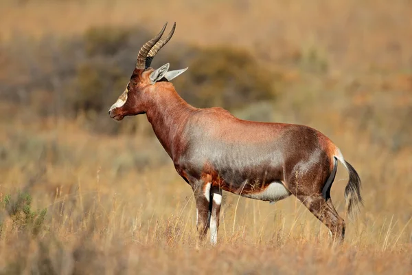 Antílope de Blesbok — Fotografia de Stock