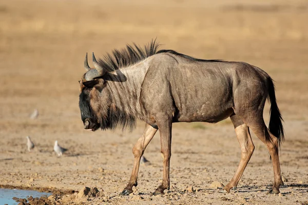 Blue wildebeest vid vattenhål — Stockfoto